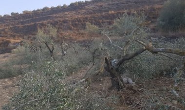 الاحتلال يجرف عشرات الدونمات المزروعة بالزيتون والعنب في أم صفا