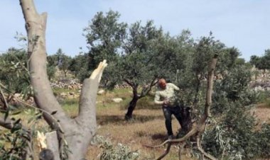 مستوطنون يقتلعون 40 شجرة زيتون و50 شتلة عنب في سلفيت