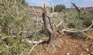 مستوطنون يقطعون أشجار زيتون معمرة في كفر الديك