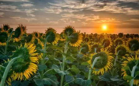 دوار الشمس يتتبع الضوء بجينات