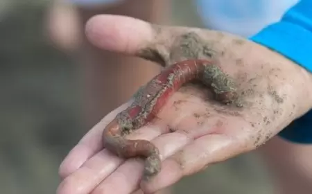 دماء ديدان الرمل تثير مخاوف الوكالة العالمية لمكافحة المنشطات