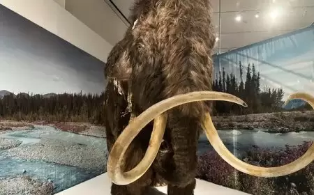 ضبط 24 نابا من أنياب الفيلة في عملية سرية بناميبيا