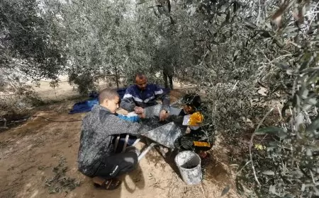 غزيون يستغلون الهدنة لقطف الزيتون