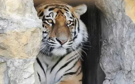 نمر يقتل رجلا تقفى أثره أقصى شرق روسيا