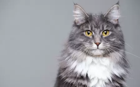 قطط المنزل ترتبط بخطر الإصابة بالفصام.. دراسة تكشف