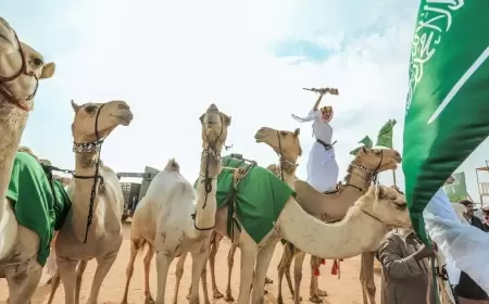 مجلس الوزراء السعودي يطلق على 2024 "عام الإبل"