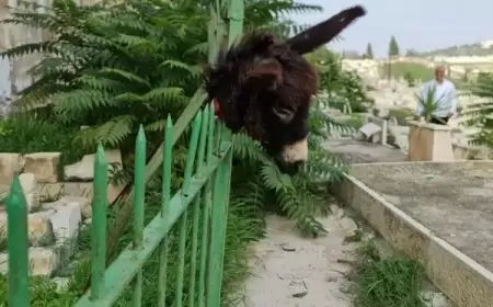 مستوطن يضع "رأس حمار" بين القبور في مقبرة باب الرحمة