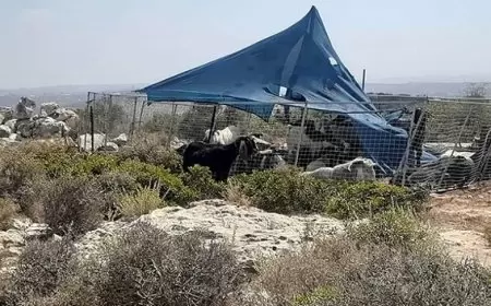 تمهيدا للاستيلاء عليها: مستوطنون يجرفون أراضي في مسافر يطا