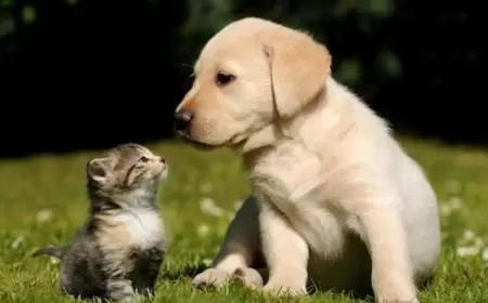 بشرى سارة.. اقتناء الحيوانات الأليفة يقي من الخرف