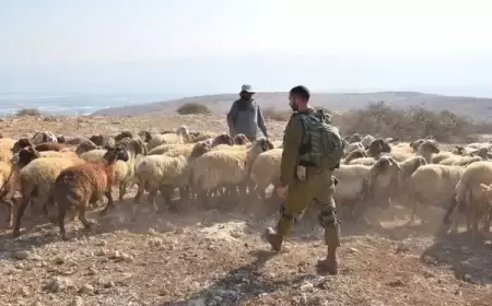 الاحتلال يمنع رعاة الأغنام من الوصول إلى المراعي في بيت لحم