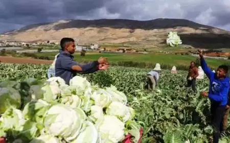 الأرصاد: الأمطار تبشر بموسم زراعي واعد بالخير