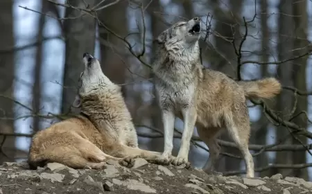 من تشيرنوبيل.. ذئاب تعيش بأخطر منطقة قد تلهم علاجاً للسرطان!