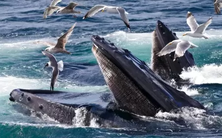 كيف تغني الحيتان؟.. "صندوق صوتي خاص" فريد من نوعه يفك اللغز