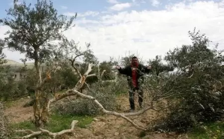 الاحتلال يجرف أرضا ويقتلع 400 شتلة زيتون غرب بيت لحم