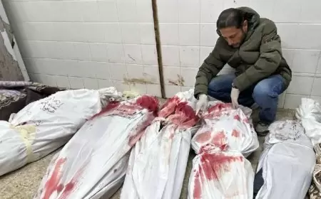 165 يوما للحرب على فلسطين