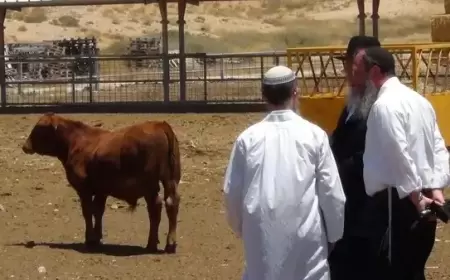 "جماعات الهيكل" تقيم مؤتمراً خاصاً بالتحضير لطقوس ذبح البقرة الحمراء