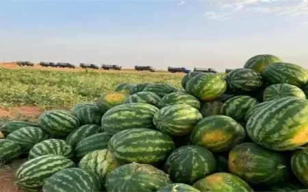 مسؤول بالزراعة المصرية يكشف حقيقة وجود بطيخ مسرطن في الأسواق