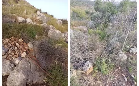 مستعمرون يقتلعون 70 شجرة غرب سلفيت