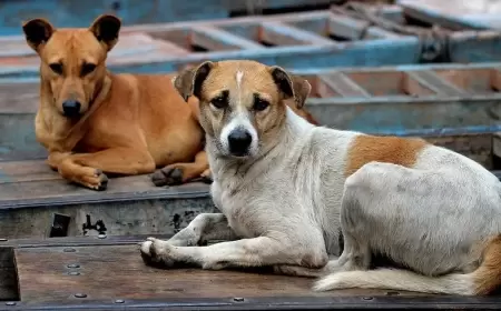 داء الكلب يتسبب بفرض حجر صحي على منطقتين سكنيتين في تركيا