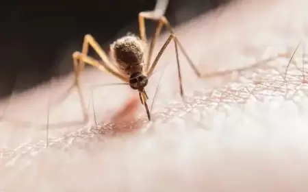 "فيروس" يهاجم الإسرائيليين.. والحصيلة 11 وفاة