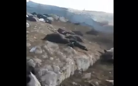 نفوق نحو 700 رأس ماعز بغارة إسرائيلية على مزرعة للمواشي في جبل طورة جنوب لبنان