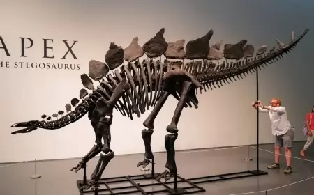 أكبر هيكل عظمي لديناصور نادر جدا.. معروض للبيع بمزاد علني