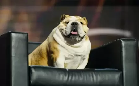 كلبة "بولدوغ" بمنصة المؤتمر الجمهوري.. تتوقع الفوز باكتساح