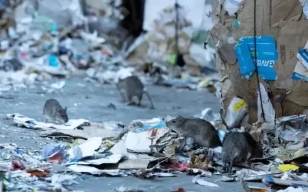 رياضيو أولمبياد باريس يعيشون مع "جرذان بحجم القطط"