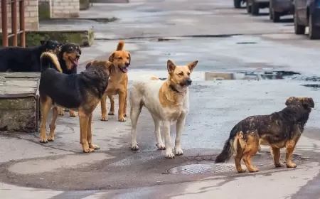 "قتل الكلاب".. معارضة شرسة لقانون حماية الحيوانات بتركيا