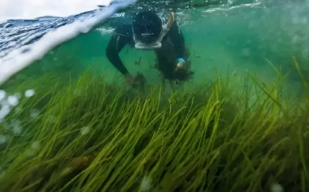 يعود إلى 1403 أعوام.. اكتشاف أقدم نبات بحري
