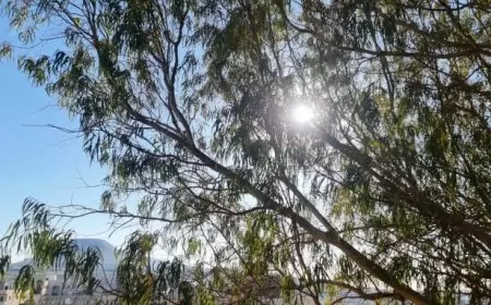 حالة الطقس: الحرارة أعلى من معدلها العام