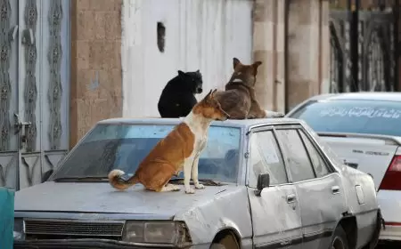 تسجيل 9 وفيات.. تحذيرات بتونس من مخاطر انتشار داء الكلب