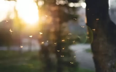 حالة تأهب بسبب فيروس قاتل ينقله البعوض في ماساتشوستس