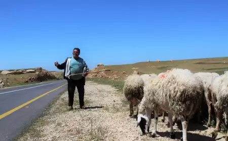 مستوطنون يسرقون 300 رأس من الاغنام شرق سعير