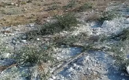 مستعمرون يقتلعون أشتال زيتون في نعلين غرب رام الله