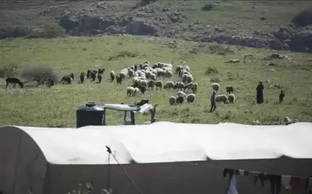 نفوق 72 رأس غنم إثر تسميم مستوطنين لمياه الشرب في الضفة الغربية