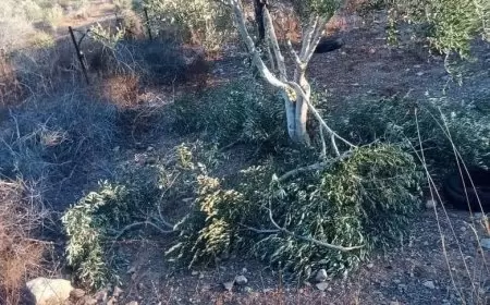 مستعمرون يكسرون أشجار زيتون في ياسوف