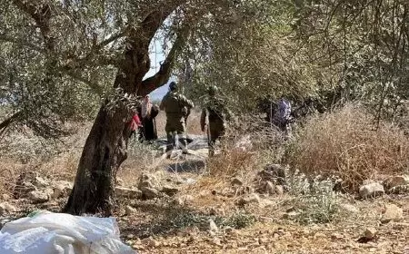الاحتلال يمنع المزارعين من قطف الزيتون في سهل رامين شرق طولكرم