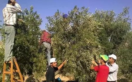 هيئة الجدار تطلق حملة المساندة الوطنية للمزارعين في قطف الزيتون