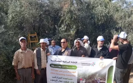 الإغاثة الزراعية تنظم حملة لقطف الزيتون في جناتا في محافظة بيت لحم