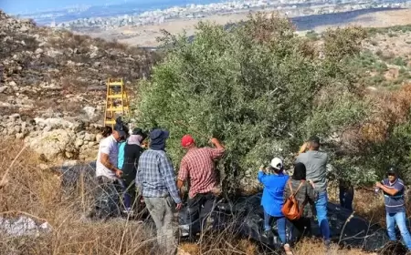 قوات الاحتلال تعتقل شقيقين خلال قطفهما ثمار الزيتون في الخضر