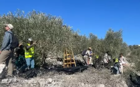 الاحتلال ومستعمروه يهاجمون المزارعين والمتطوعين في بيت ليد شرق طولكرم