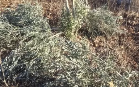 مستوطنون يقطعون 30 شجرة زيتون في ياسوف شرق سلفيت