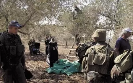 مستعمرون يهاجمون قاطفي الزيتون في سهل رامين شرق طولكرم