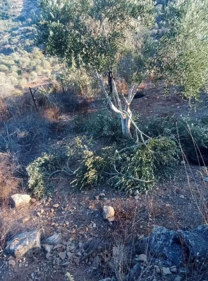 مستعمرون يكسرون أشجار زيتون في ياسوف