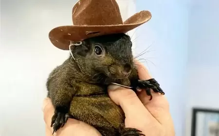 من النجومية إلى القتل الرحيم.. نهاية مأساوية للسنجاب "بينَت"