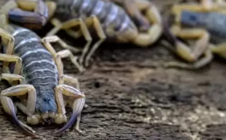 200 ألف لدغة خلال عام.. العقارب تتقدّم على الثعابين في البرازيل