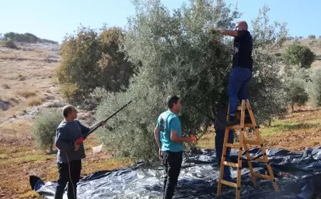 استمرار أعمال الحملة الوطنية لموسم قطف الزيتون "الفزعة"