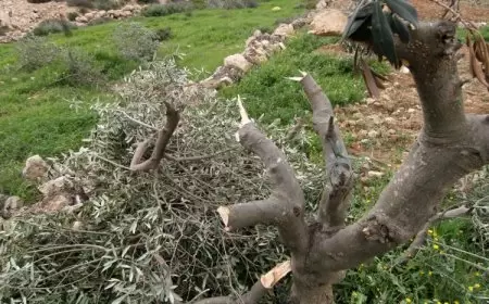 الاحتلال يقتلع 150 شجرة زيتون في قرية المنيا شرق بيت لحم