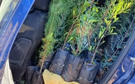 لتعزيز و استدامة الثروة الحرجية ولتخفيف وطأة التغير المناخي .